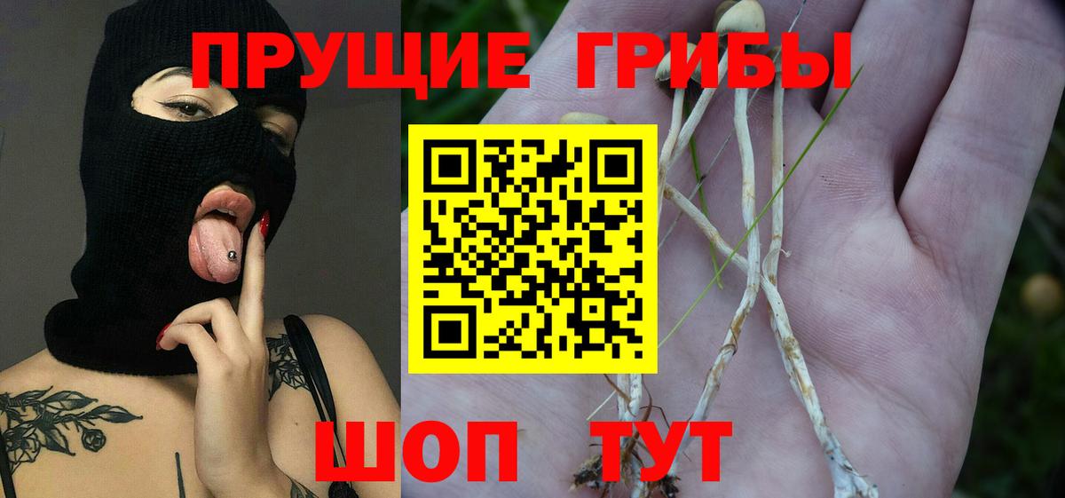 Псилоцибиновые грибы Cubensis Узловая